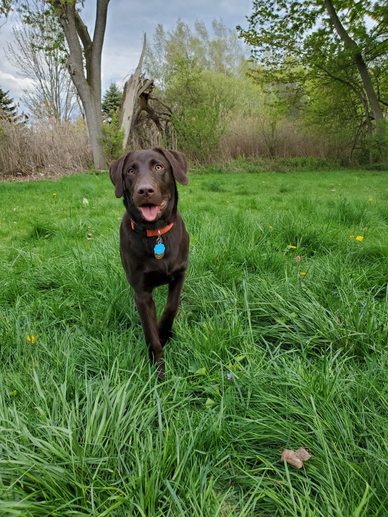 Zephyr, a Labrador Retriever tested with EmbarkVet.com