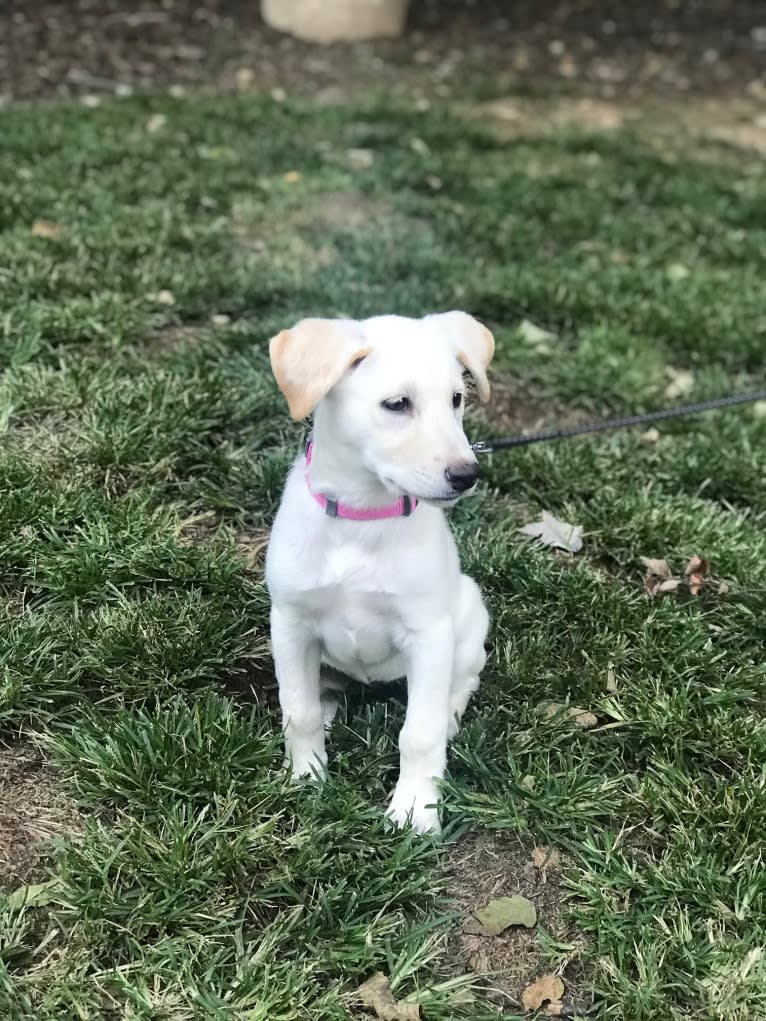 Ella, a Labrador Retriever and Siberian Husky mix tested with EmbarkVet.com