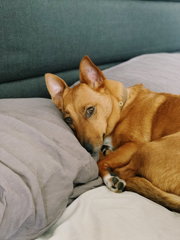 Pepper, a Russell-type Terrier and Australian Cattle Dog mix tested with EmbarkVet.com