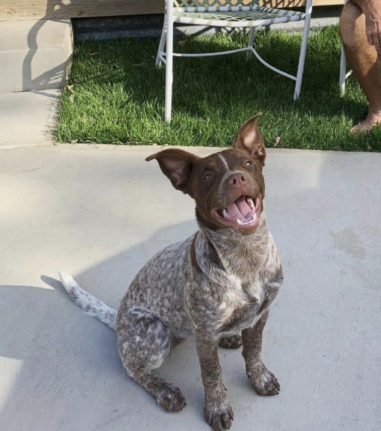 Ginger, an American Pit Bull Terrier and Australian Cattle Dog mix tested with EmbarkVet.com