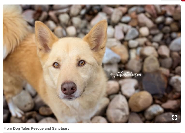 Damon, a Samoyed and German Shepherd Dog mix tested with EmbarkVet.com