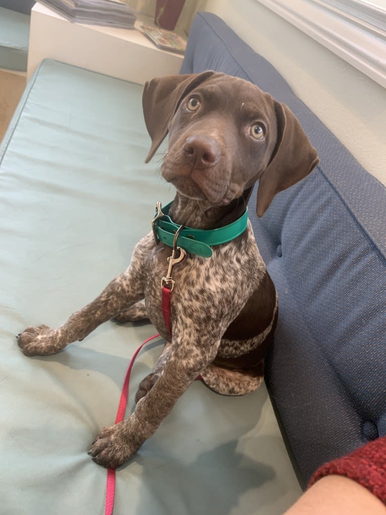 Cadence, a German Shorthaired Pointer tested with EmbarkVet.com