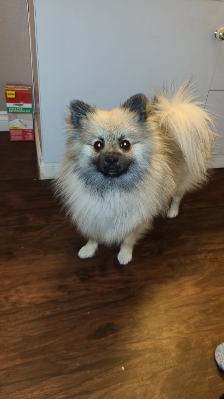 Yogi, a Pomeranian tested with EmbarkVet.com