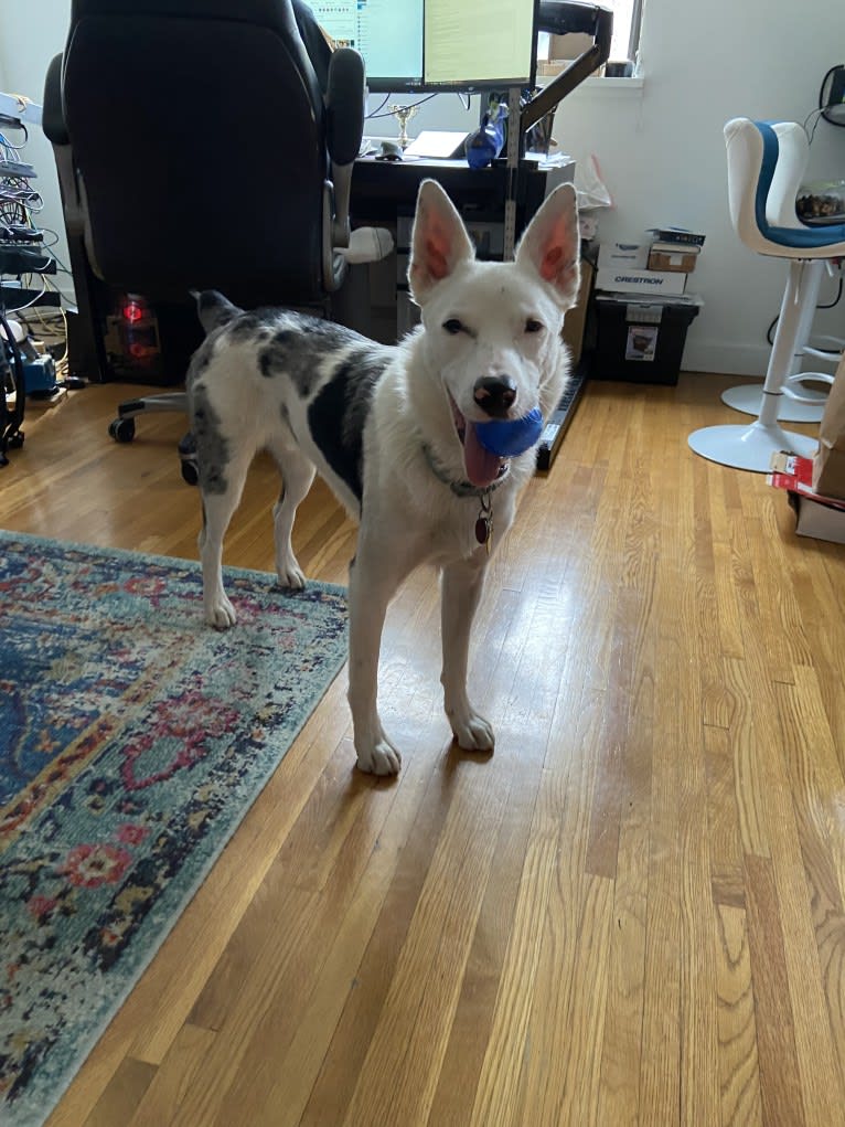 Momo, an Australian Cattle Dog and Australian Shepherd mix tested with EmbarkVet.com