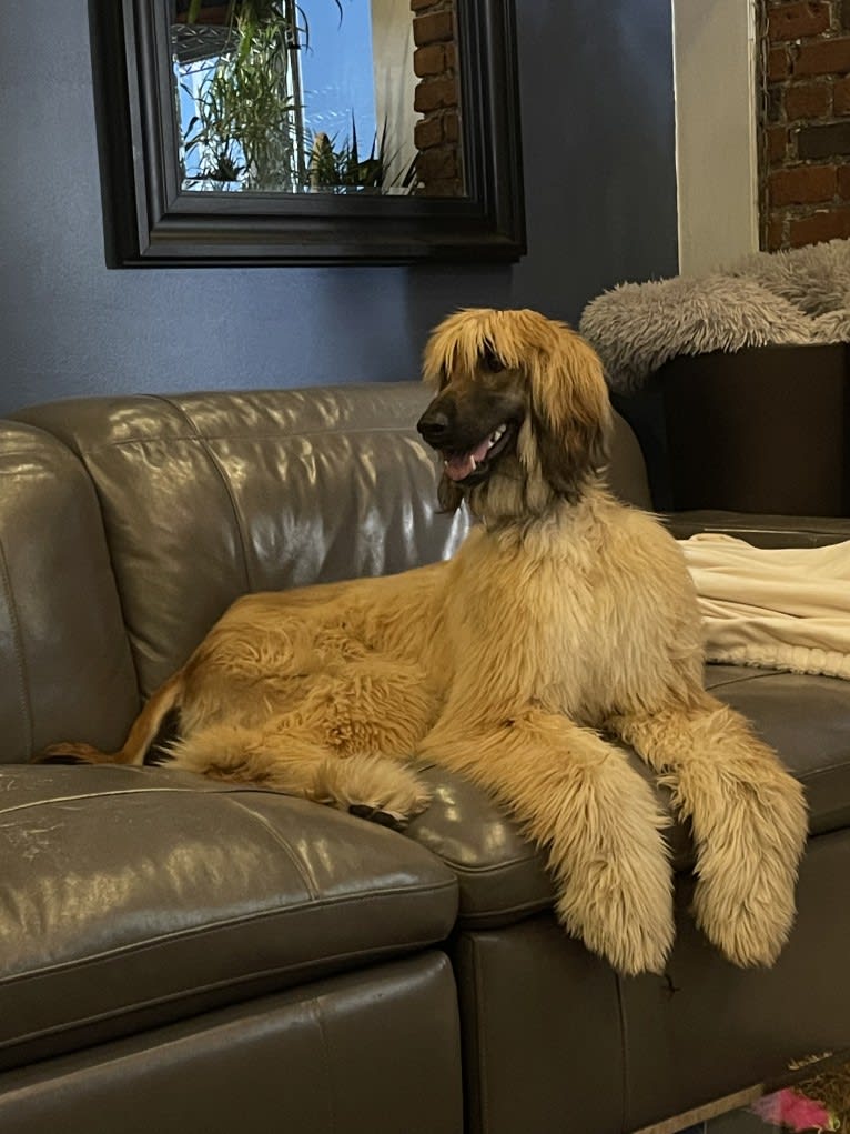 Kominek’s Grover (J.R.), an Afghan Hound tested with EmbarkVet.com