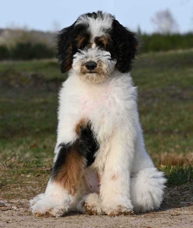 Utah, a Poodle (Standard) tested with EmbarkVet.com