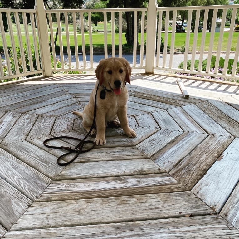 Echo, a Golden Retriever and Labrador Retriever mix tested with EmbarkVet.com