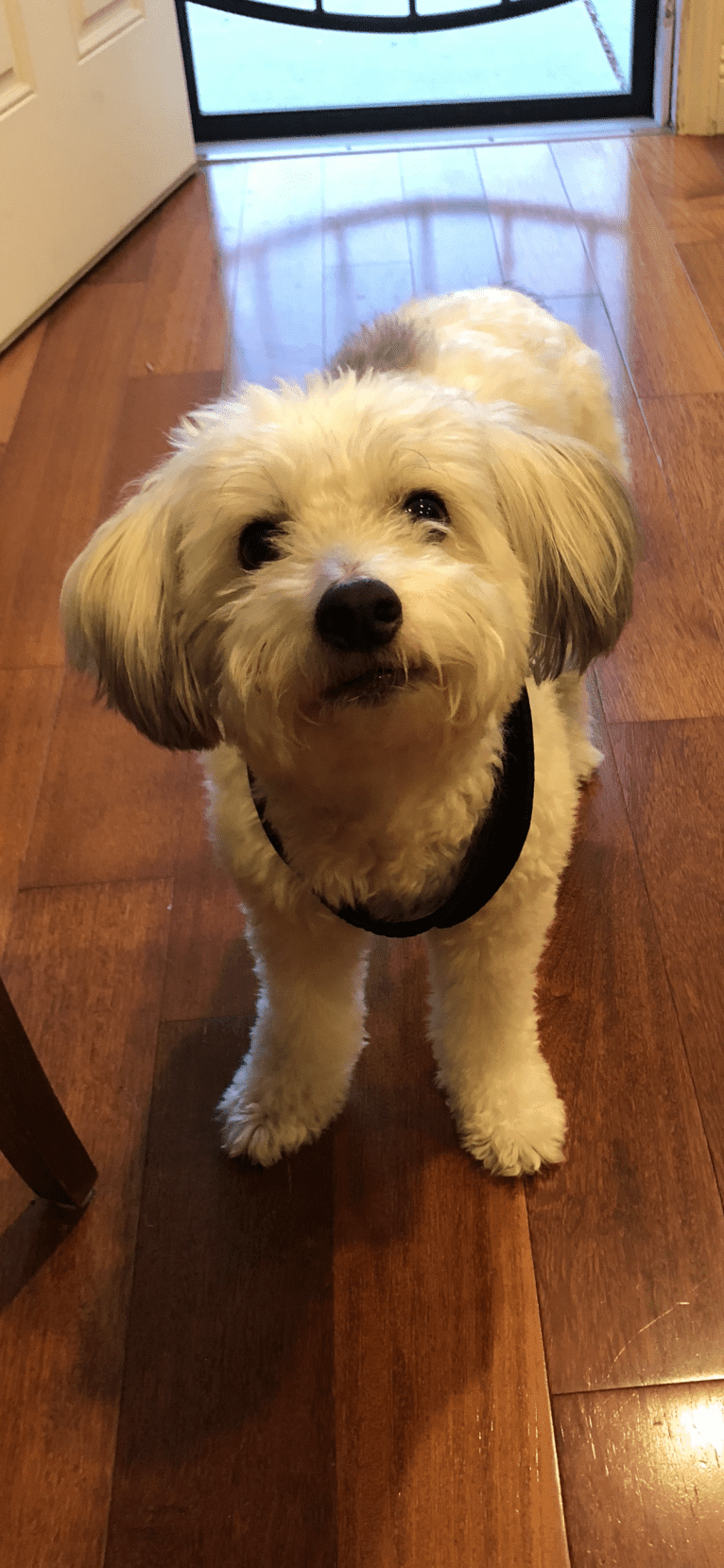 Jack, a Chinese Crested tested with EmbarkVet.com