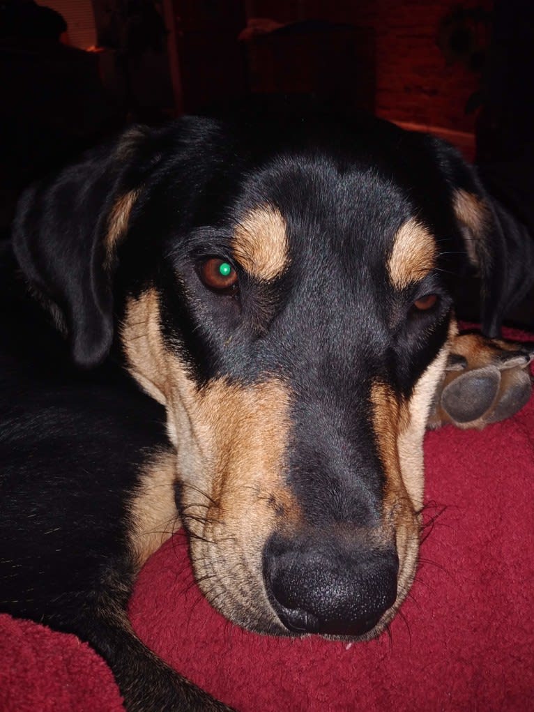 Jax, a Rottweiler and German Shepherd Dog mix tested with EmbarkVet.com