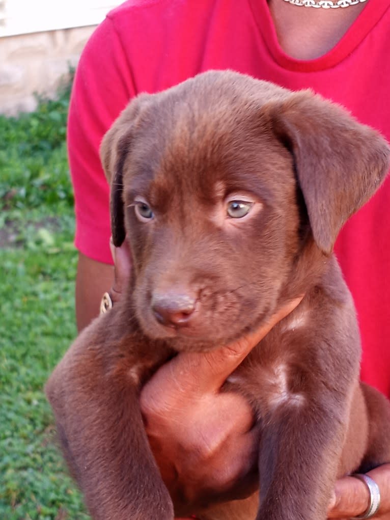 Max, a Labrador Retriever and Australian Cattle Dog mix tested with EmbarkVet.com