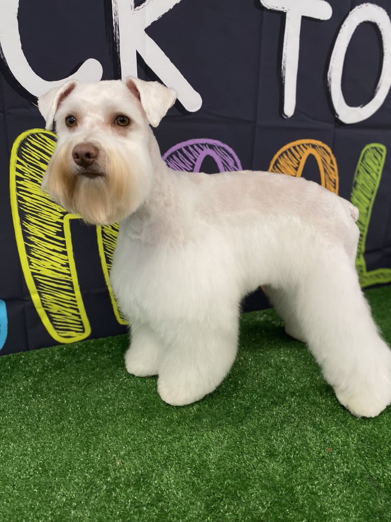 Watson, a Miniature Schnauzer tested with EmbarkVet.com