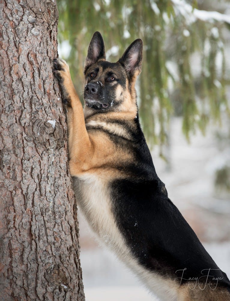 Arya, a German Shepherd Dog tested with EmbarkVet.com