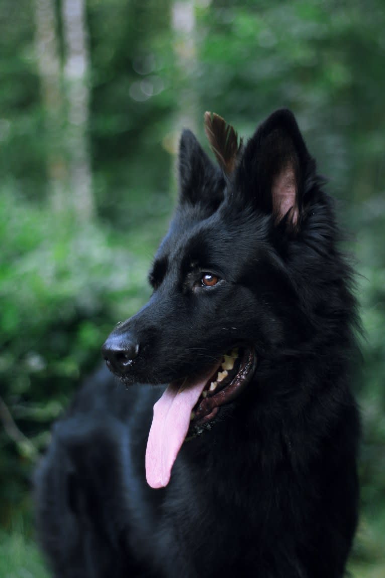 Belle, a German Shepherd Dog tested with EmbarkVet.com