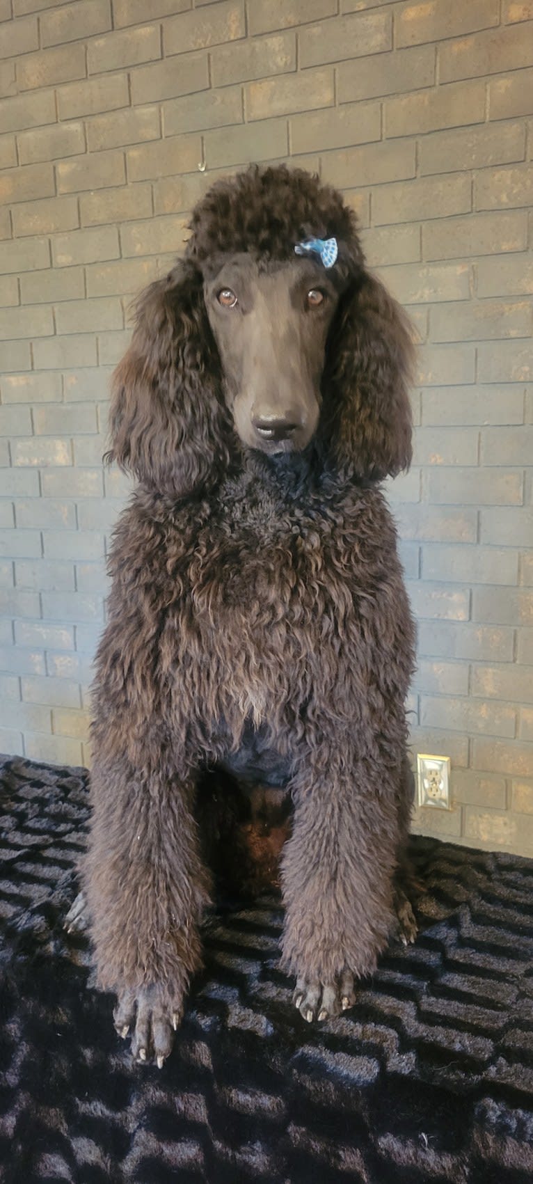 Rainah louise, a Poodle (Standard) tested with EmbarkVet.com