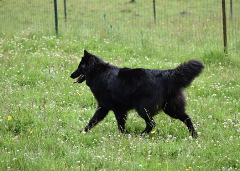 Vivi, a Belgian Shepherd tested with EmbarkVet.com