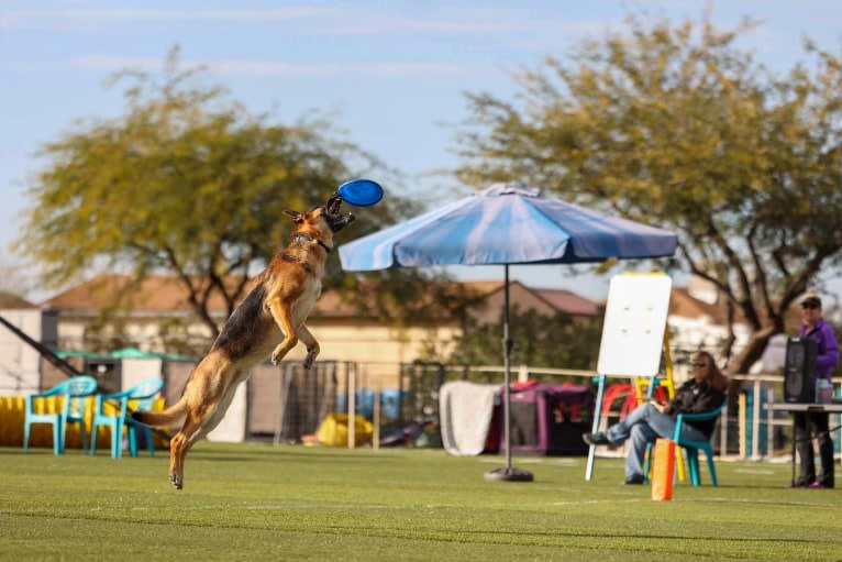 Jonas, a German Shepherd Dog tested with EmbarkVet.com