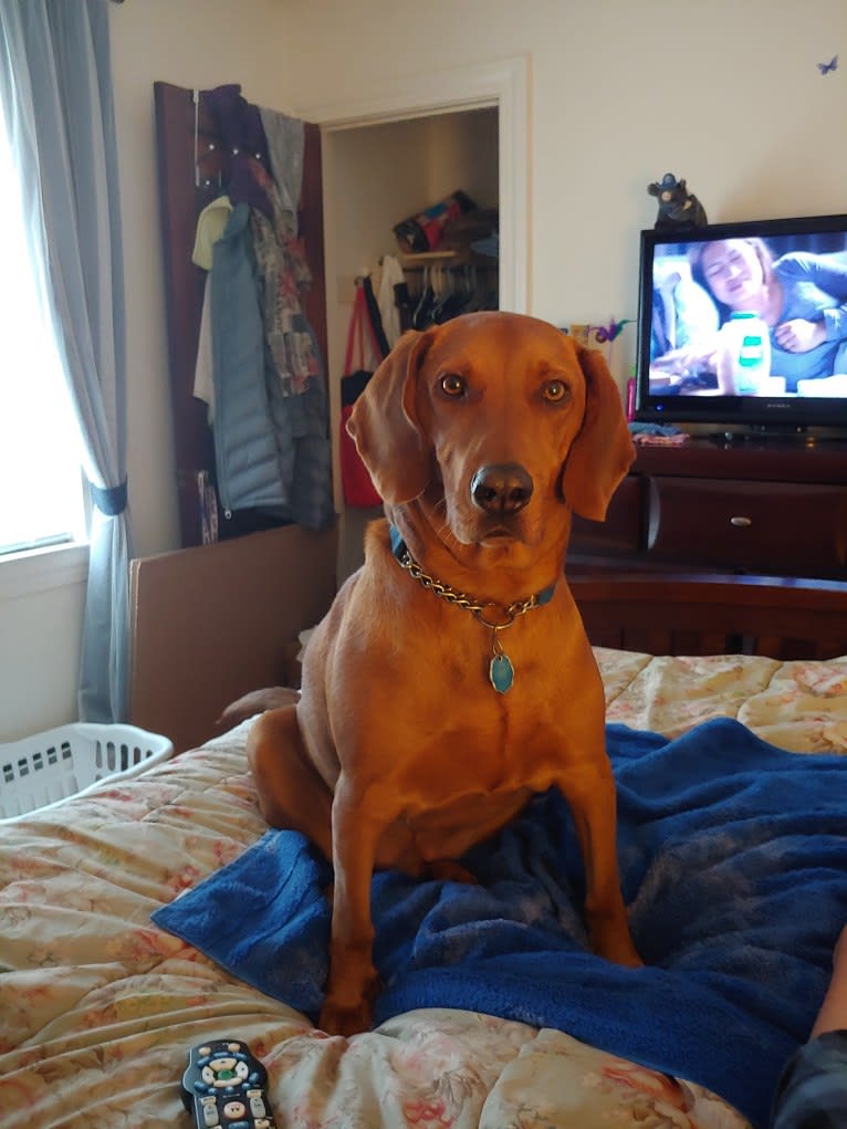 Opie, a Beagle and Redbone Coonhound mix tested with EmbarkVet.com