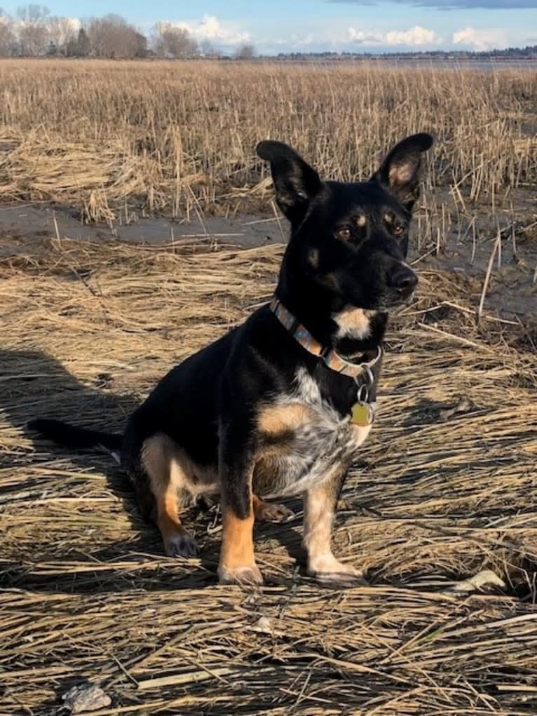 Noosa, an Australian Cattle Dog and German Shepherd Dog mix tested with EmbarkVet.com