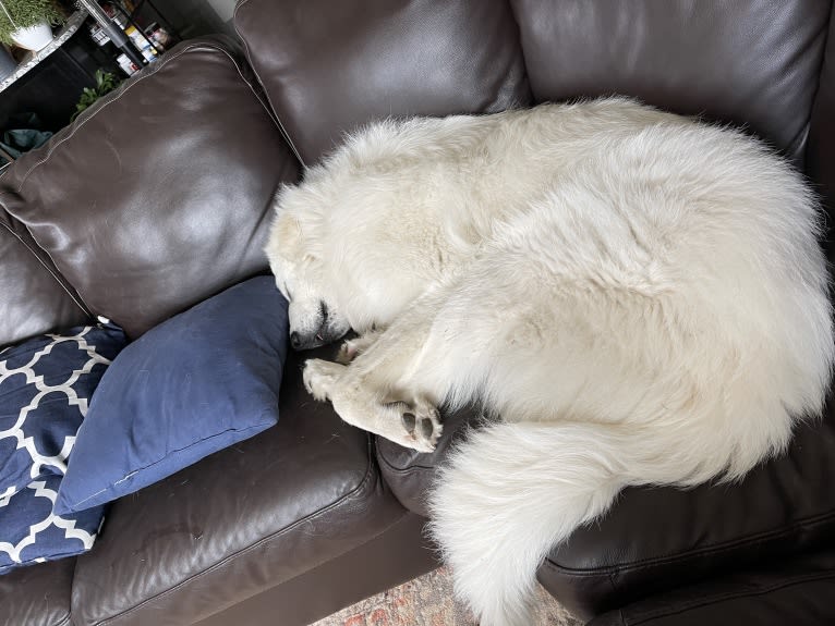 Looney “Chik’in Mini Bandit” Bear, a Great Pyrenees tested with EmbarkVet.com