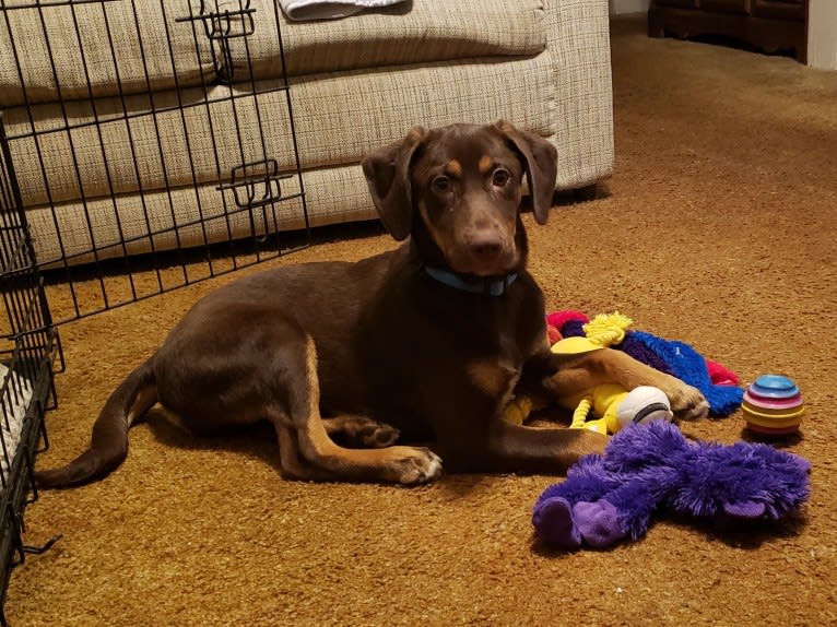 Koda, a Catahoula Leopard Dog and Basset Hound mix tested with EmbarkVet.com