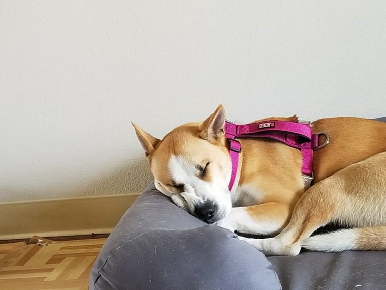 Masha, a Siberian Husky and Chinese Shar-Pei mix tested with EmbarkVet.com