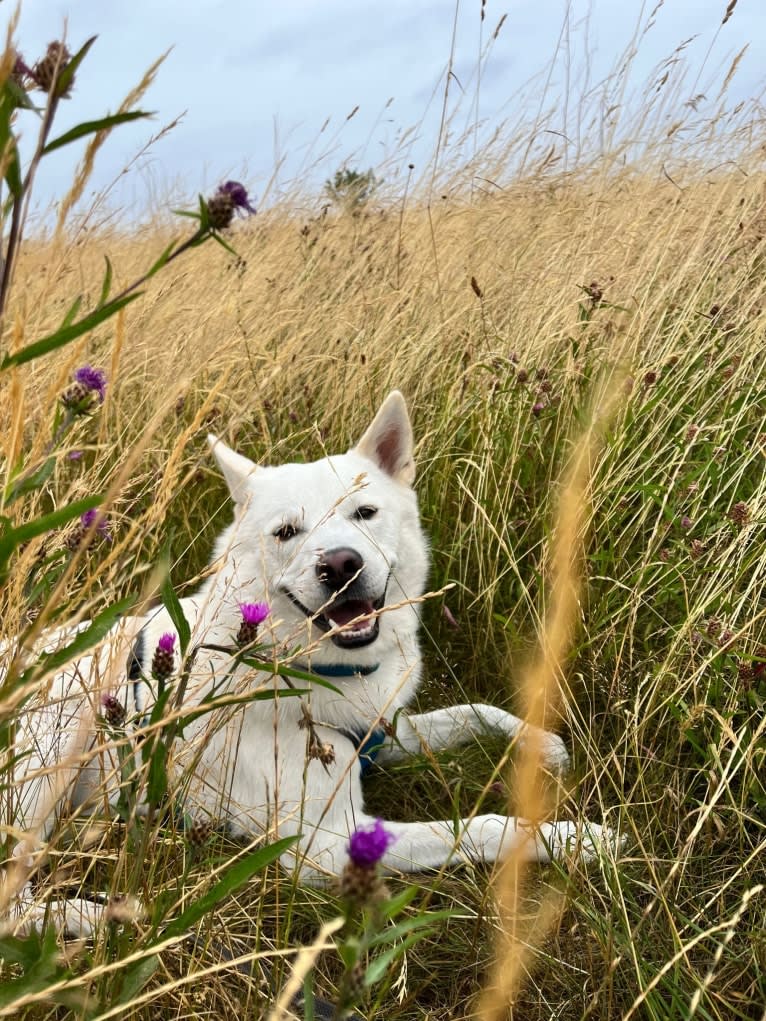 Mallow, a Canaan Dog tested with EmbarkVet.com