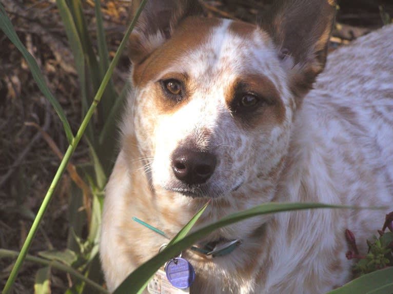 Swoozie, an Australian Cattle Dog tested with EmbarkVet.com