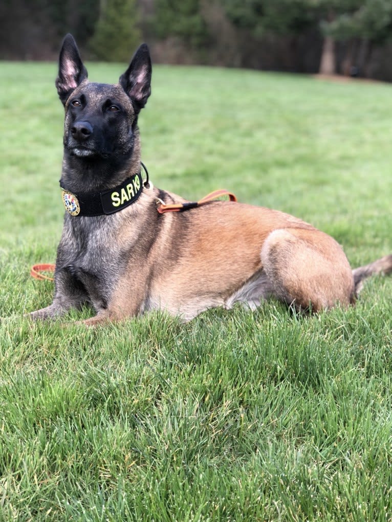 Rook, a Belgian Shepherd tested with EmbarkVet.com