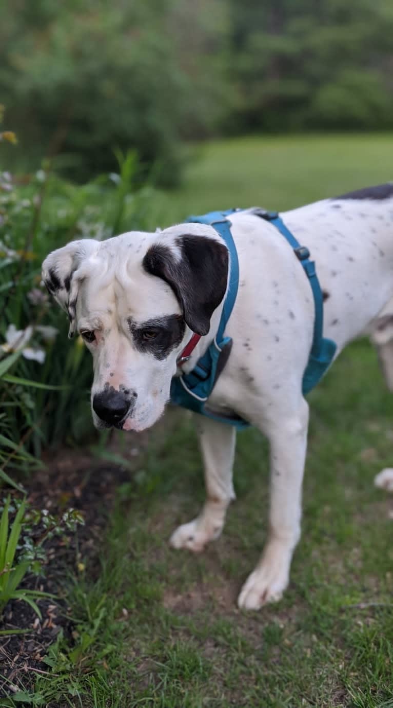 Charlie Boy, a Saint Bernard and American Pit Bull Terrier mix tested with EmbarkVet.com