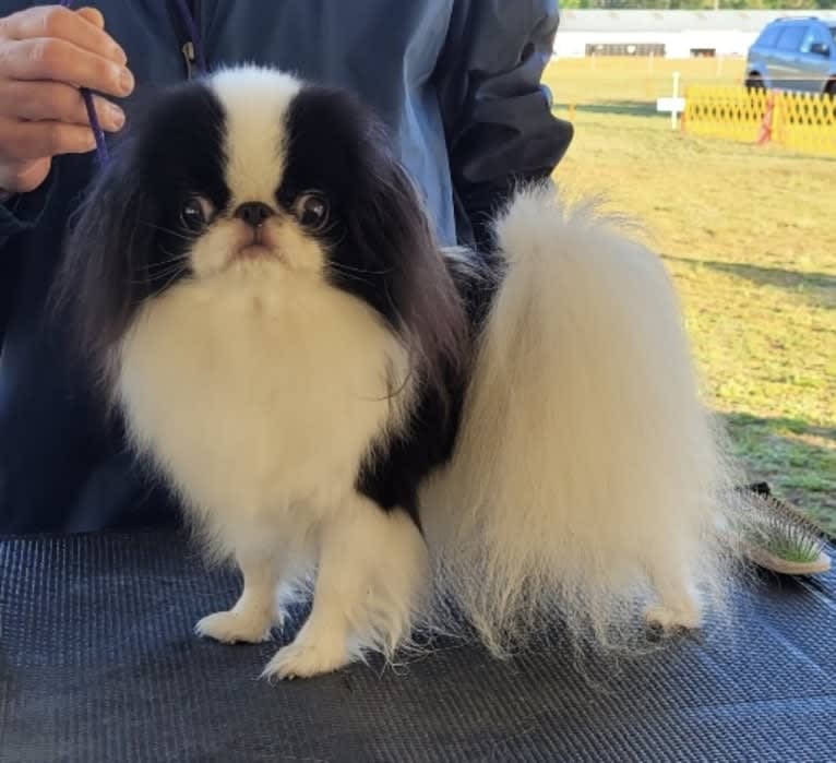 Ritzy, a Japanese Chin tested with EmbarkVet.com