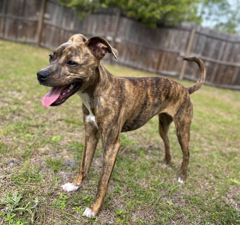 Kiwi, an American Pit Bull Terrier and Chihuahua mix tested with EmbarkVet.com