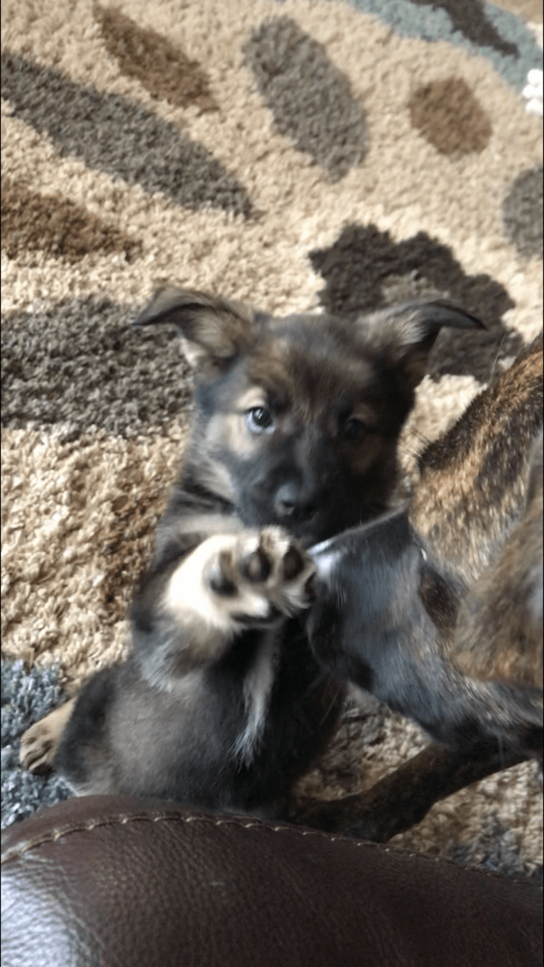 Echo, a German Shepherd Dog and Siberian Husky mix tested with EmbarkVet.com