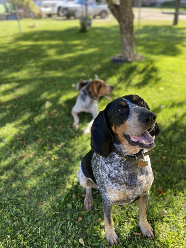 Chinook, a Bluetick Coonhound and Treeing Walker Coonhound mix tested with EmbarkVet.com