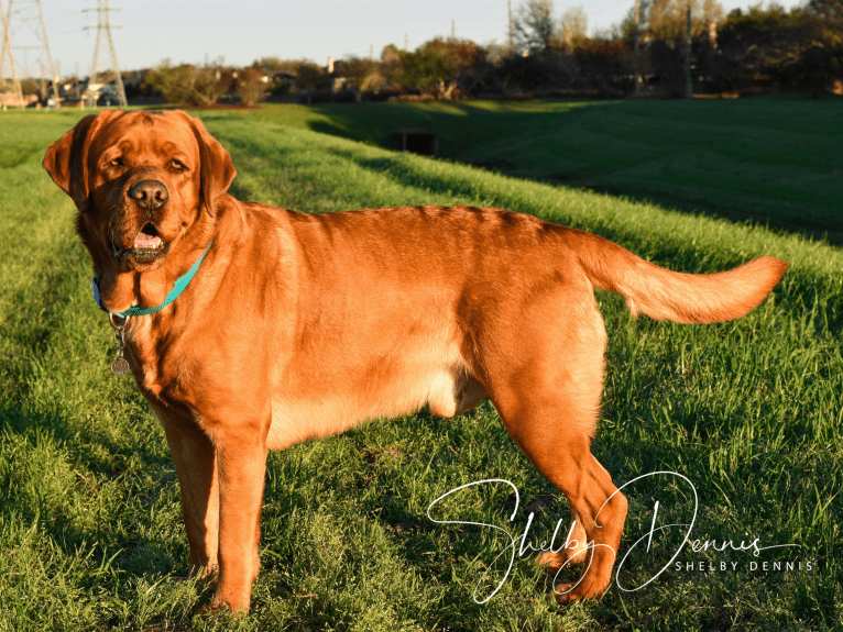 Levi, a Labrador Retriever tested with EmbarkVet.com