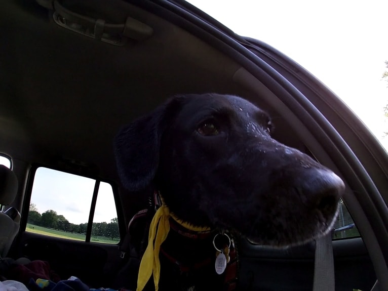 Victor, a Labrador Retriever and German Shepherd Dog mix tested with EmbarkVet.com