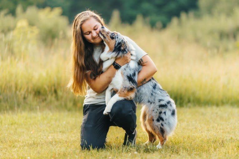 River, an Australian Shepherd tested with EmbarkVet.com