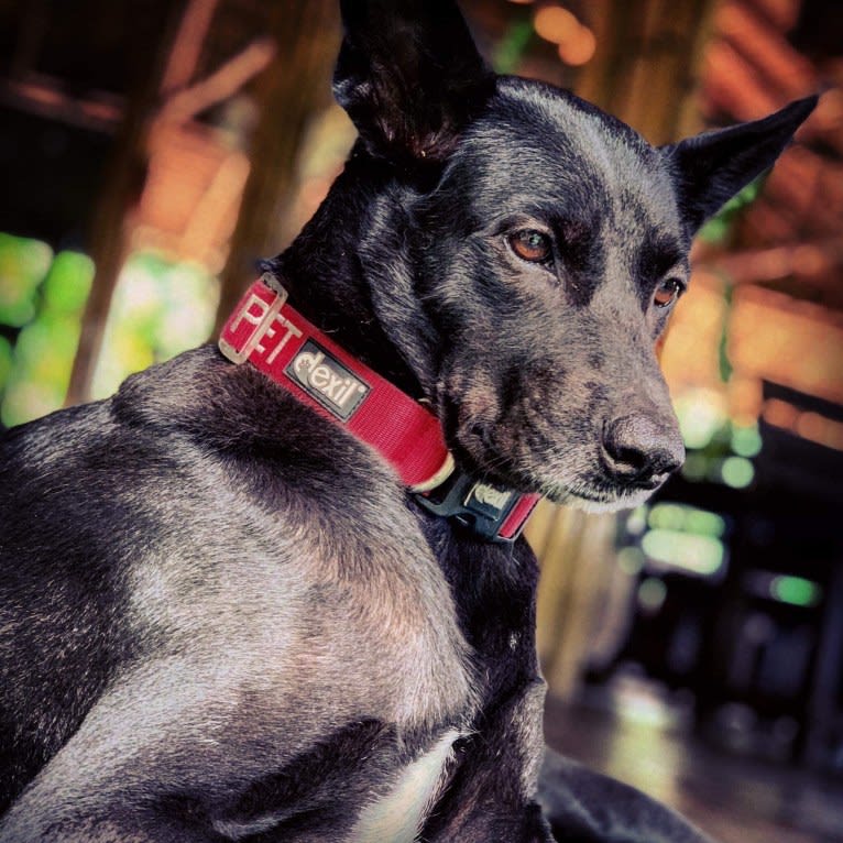 Chilli, a Southeast Asian Village Dog tested with EmbarkVet.com