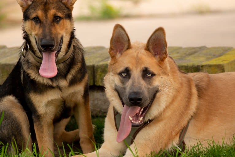 Boban, a German Shepherd Dog and Great Pyrenees mix tested with EmbarkVet.com