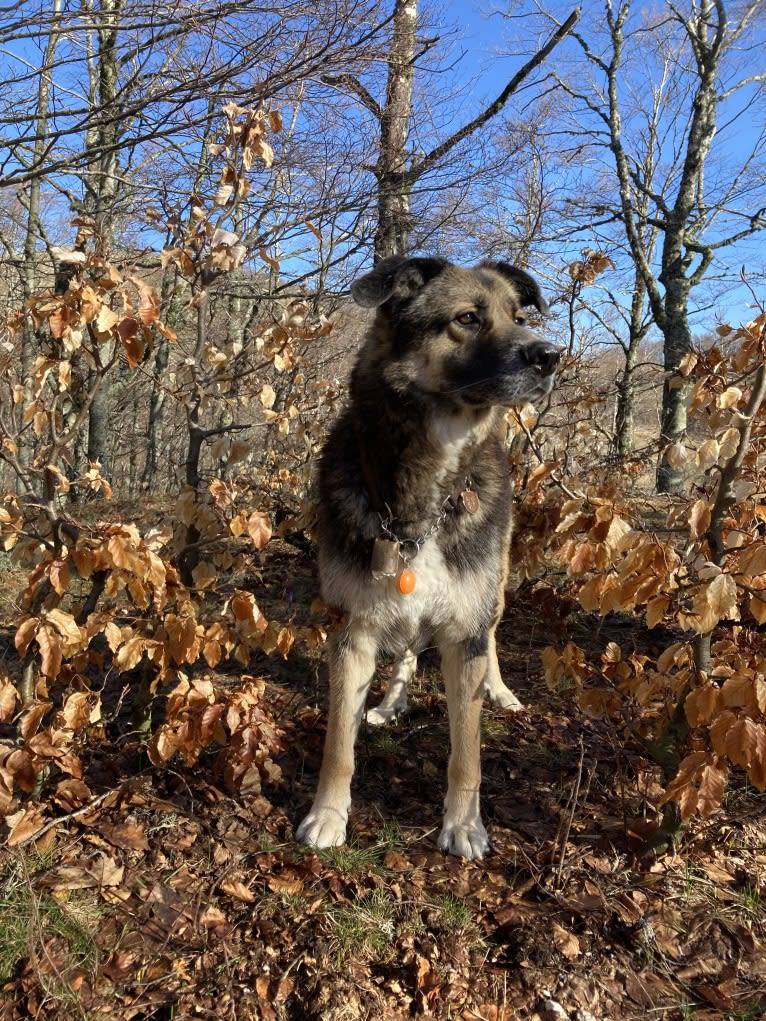 Duke, a German Shepherd Dog and Spanish Galgo mix tested with EmbarkVet.com