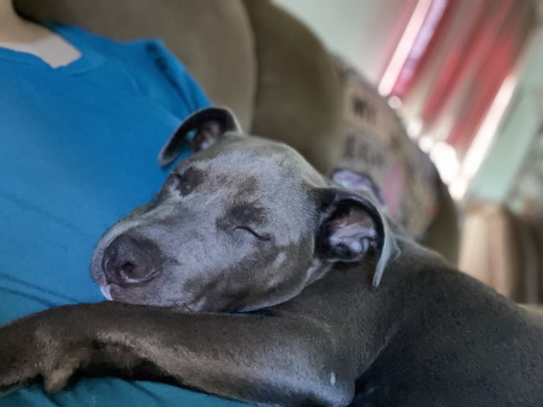 Oliver, an American Pit Bull Terrier tested with EmbarkVet.com