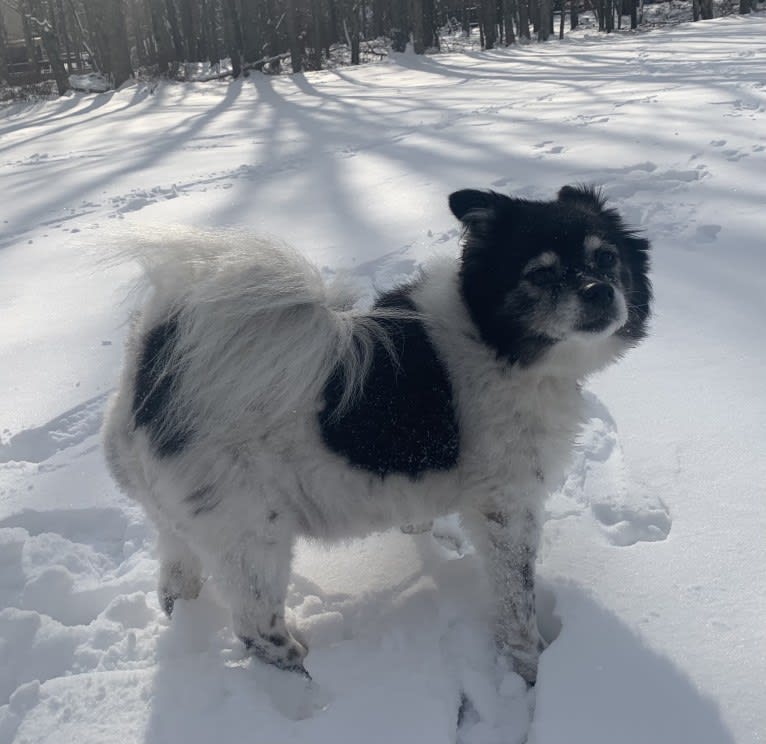 Piper, an American Eskimo Dog and Pomeranian mix tested with EmbarkVet.com