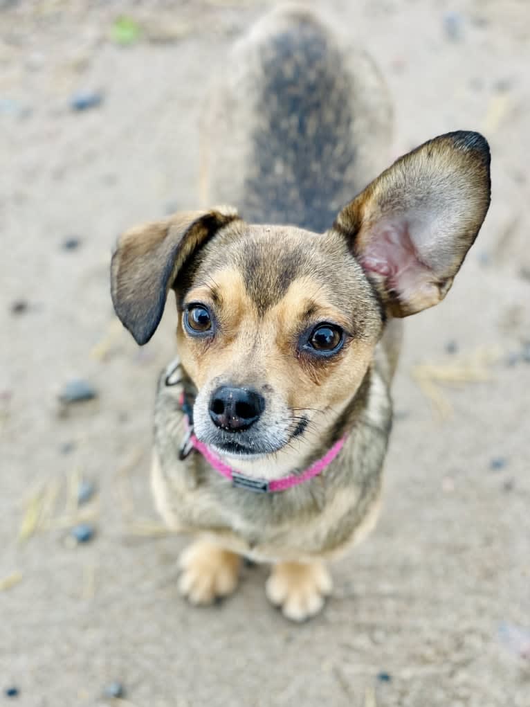 Topolino, an Eastern European Village Dog tested with EmbarkVet.com