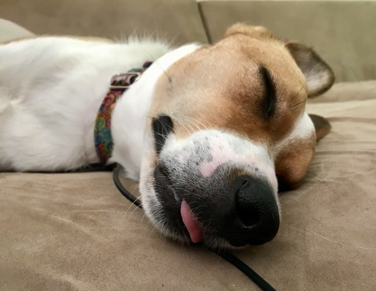 Mabel, an Australian Cattle Dog and Chow Chow mix tested with EmbarkVet.com