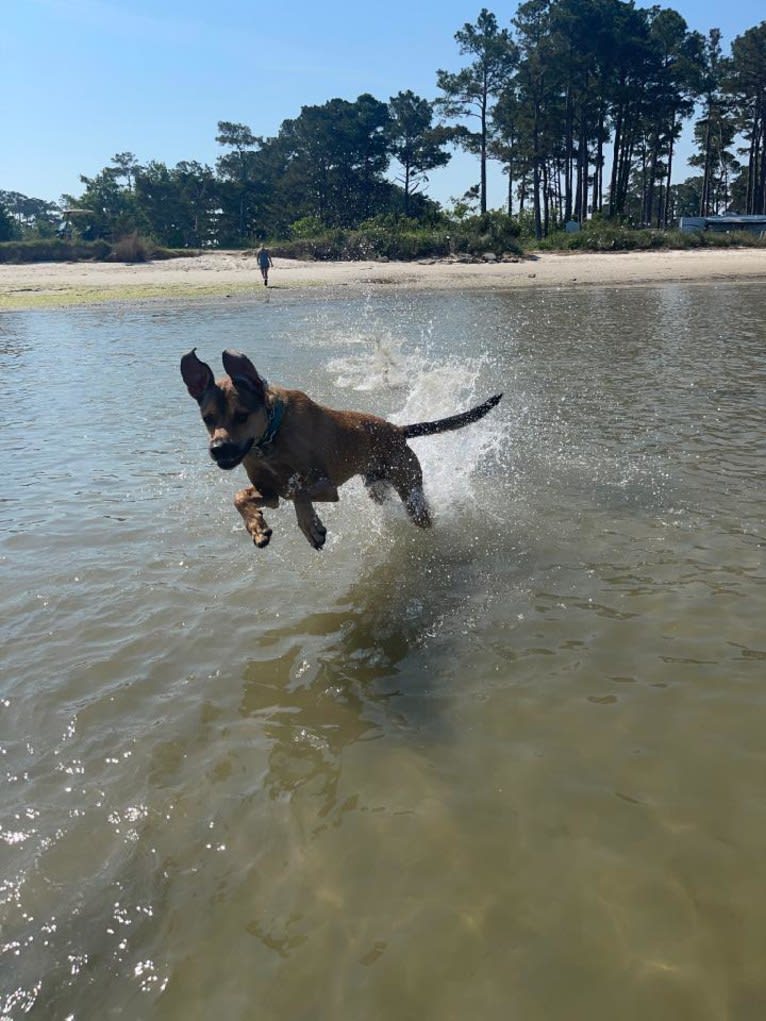 Jordi, an American Pit Bull Terrier and Treeing Walker Coonhound mix tested with EmbarkVet.com