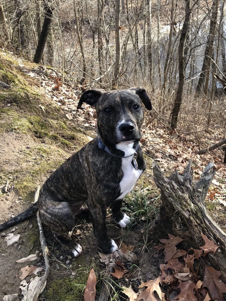 Mackey, an American Pit Bull Terrier tested with EmbarkVet.com