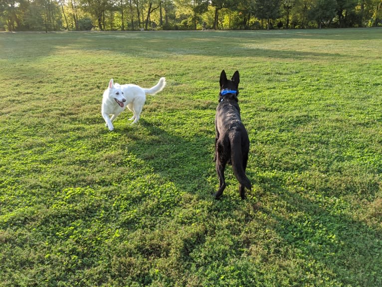 Lawine, a German Shepherd Dog tested with EmbarkVet.com