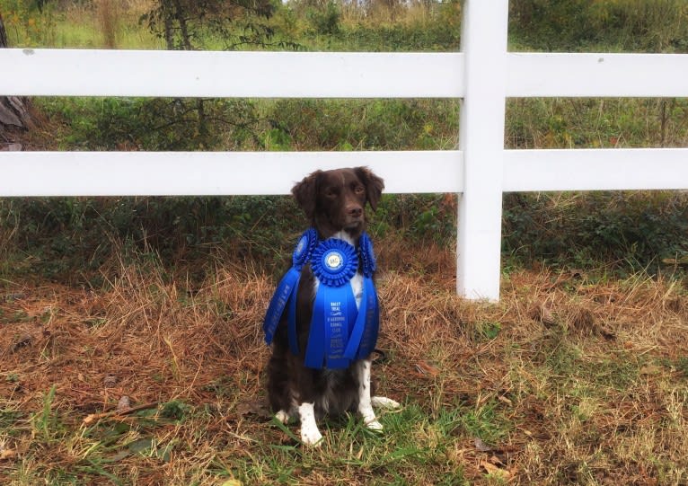 RACH Ruby Blue Mingus CDX BN RM4 RAE2 FDC AX AJX MXF CGC TKP, a Brittany and Border Collie mix tested with EmbarkVet.com