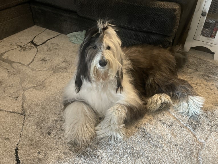 Owen, a Sheepadoodle tested with EmbarkVet.com