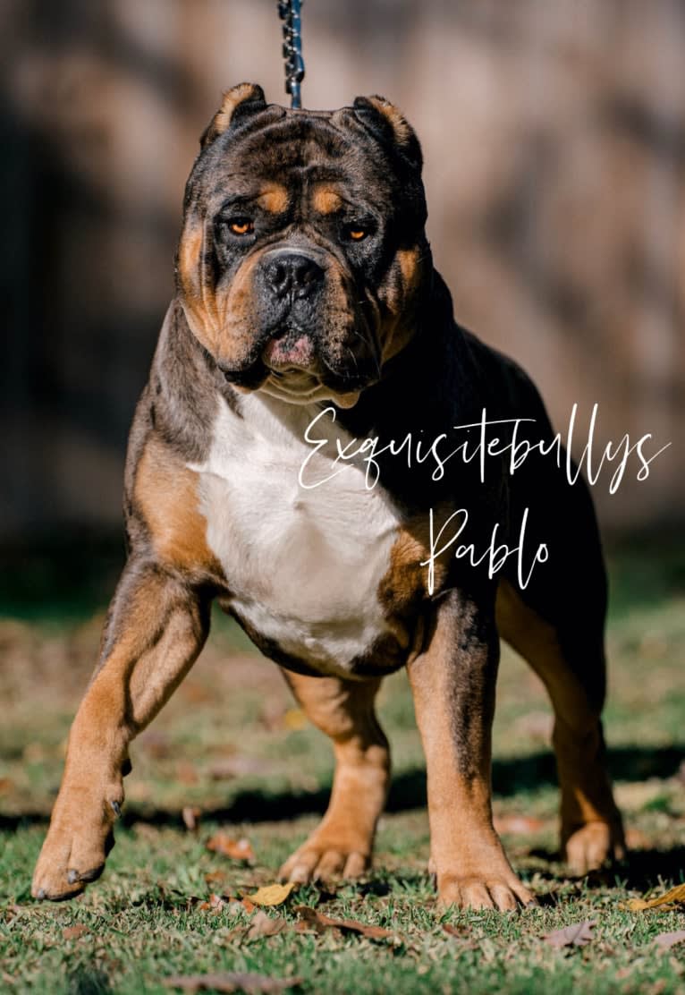Pablo, an American Bully tested with EmbarkVet.com