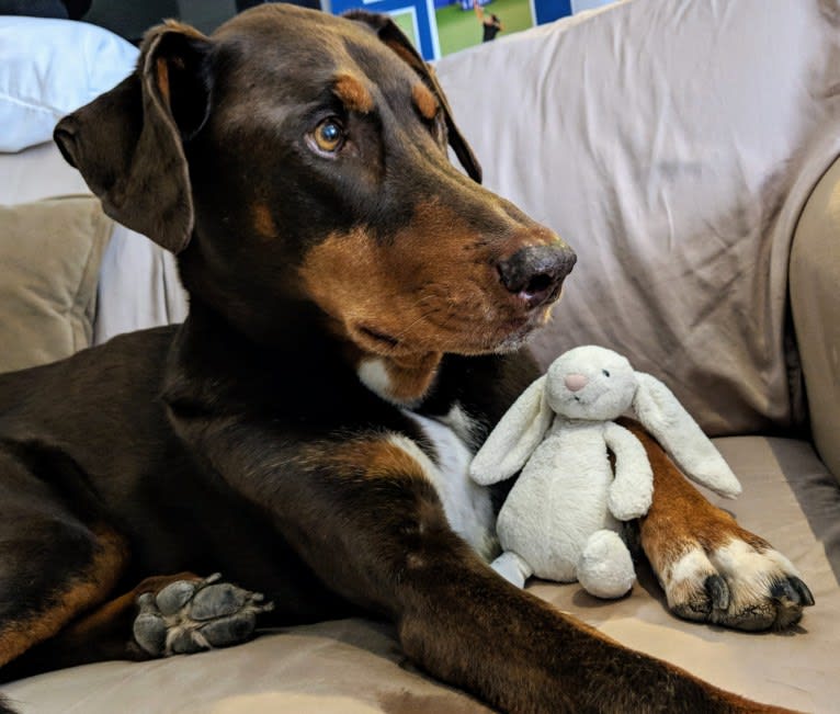 Wally, a Doberman Pinscher and Siberian Husky mix tested with EmbarkVet.com